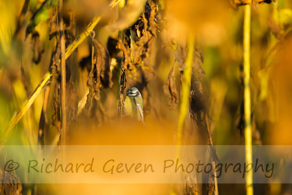 rgeven20151003-3388