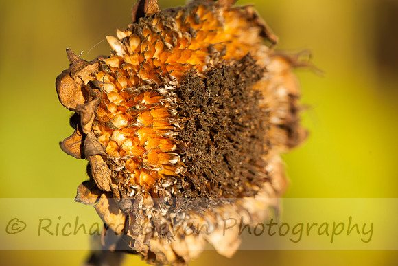 rgeven20151003-4756