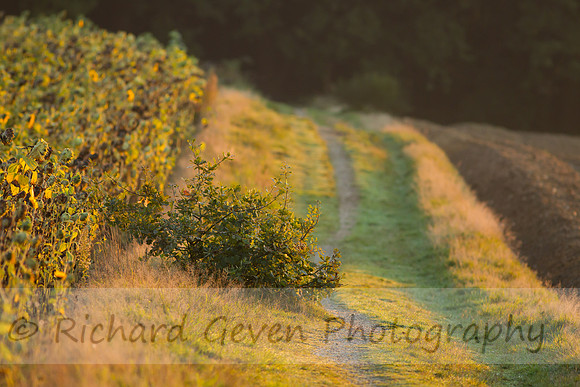 rgeven20151003-3278