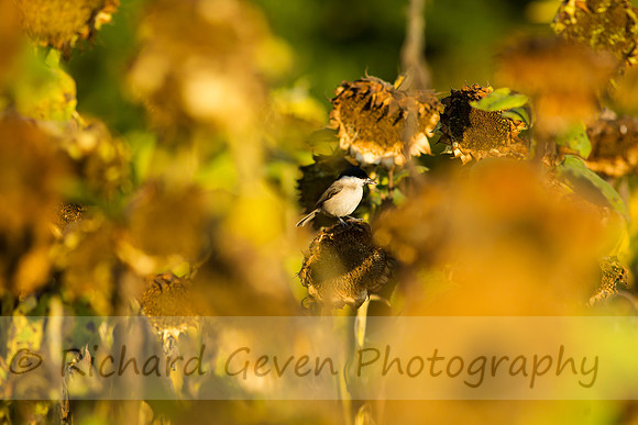 rgeven20151003-3405