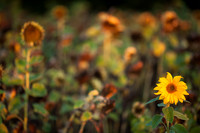 rgeven20151003-4741