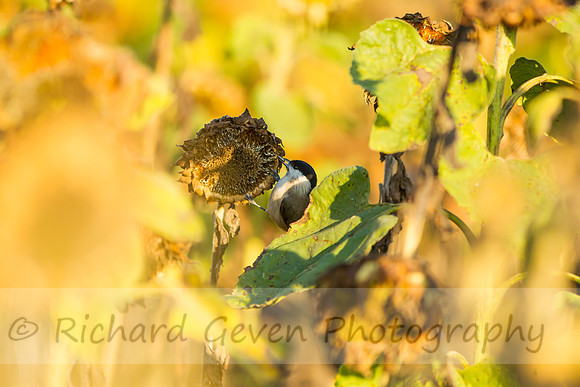 rgeven20151003-3394