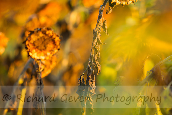 rgeven20151003-3292
