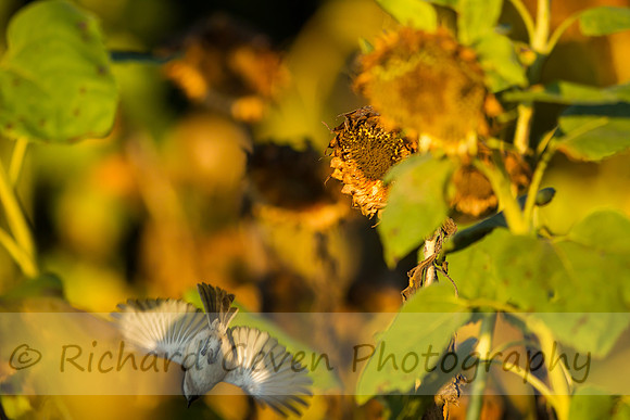 rgeven20151003-3381