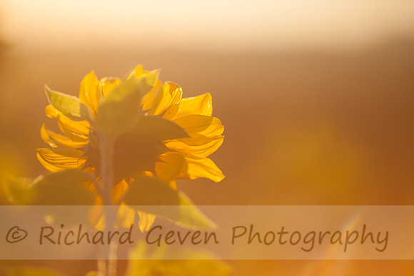rgeven20151003-4747