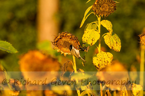 rgeven20151003-3326