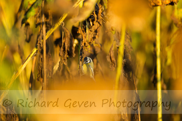 rgeven20151003-3390
