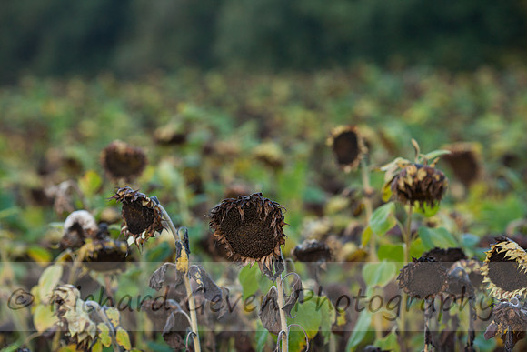 rgeven20151003-4715