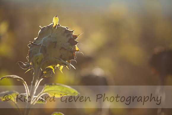 rgeven20151003-4753