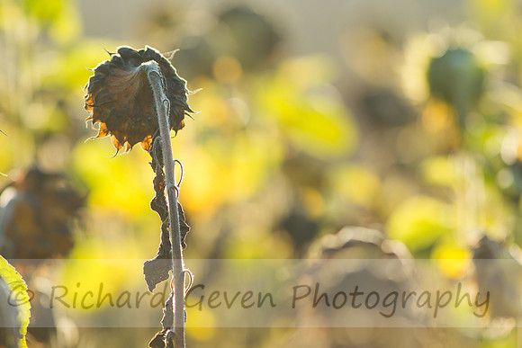 rgeven20151003-3441