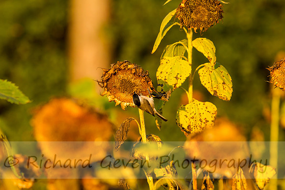 rgeven20151003-3327
