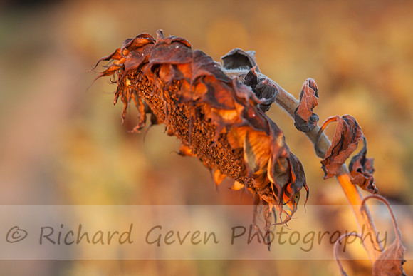 rgeven20151003-4736