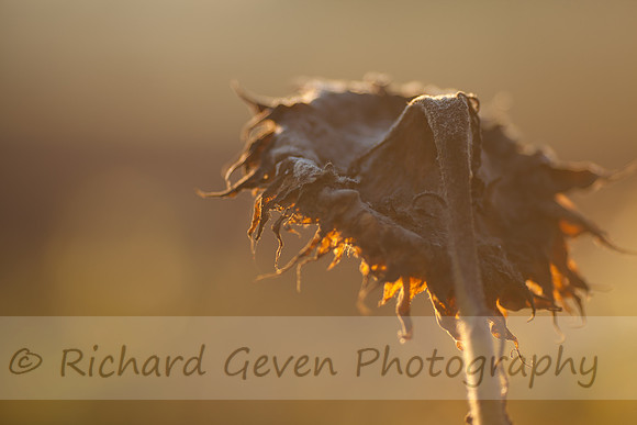 rgeven20151003-4750
