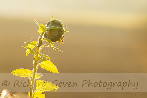rgeven20151003-3314