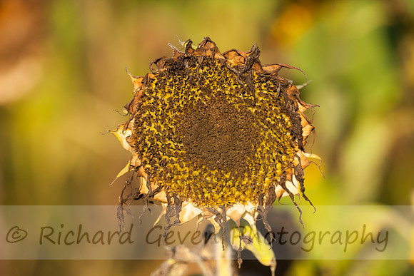 rgeven20151003-4760