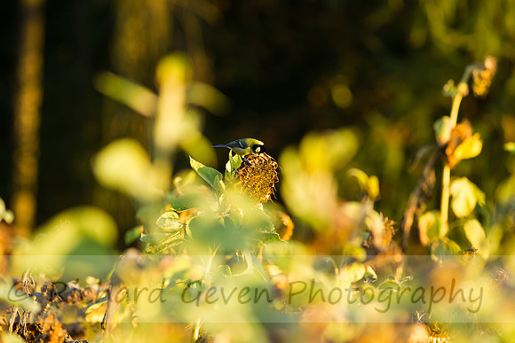 rgeven20151003-3376