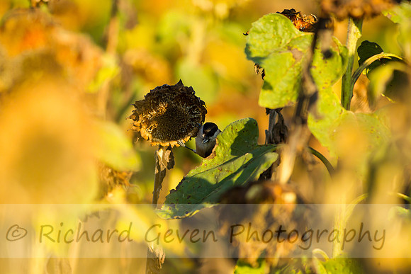 rgeven20151003-3395