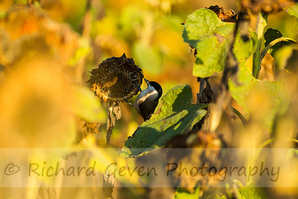 rgeven20151003-3393