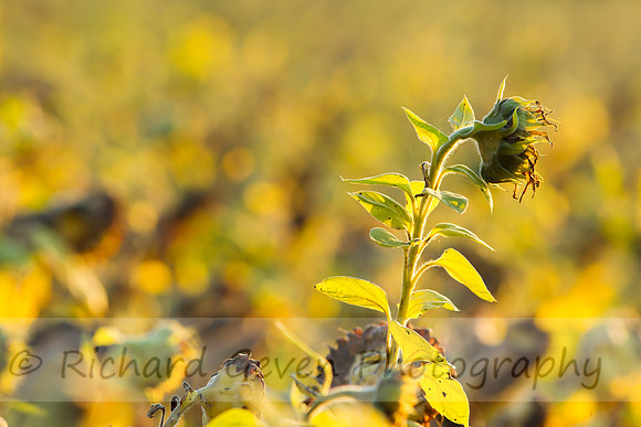 rgeven20151003-3306