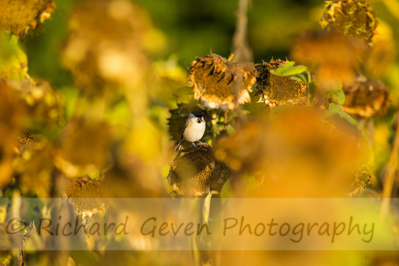 rgeven20151003-3407