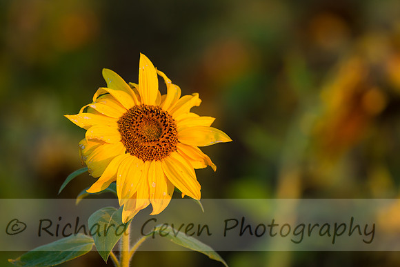 rgeven20151003-3258