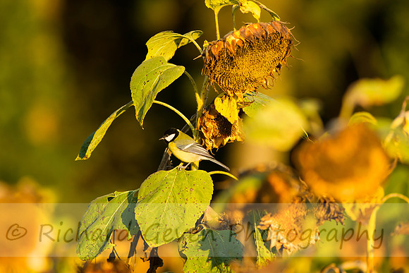 rgeven20151003-3365