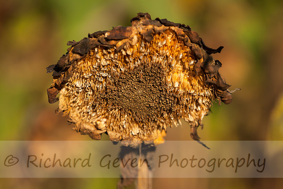 rgeven20151003-4761