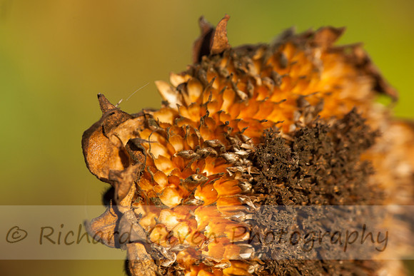 rgeven20151003-4759