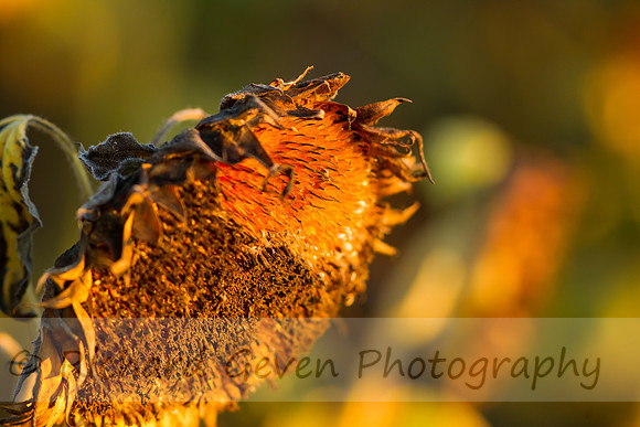 rgeven20151003-3286