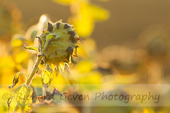 rgeven20151003-3316