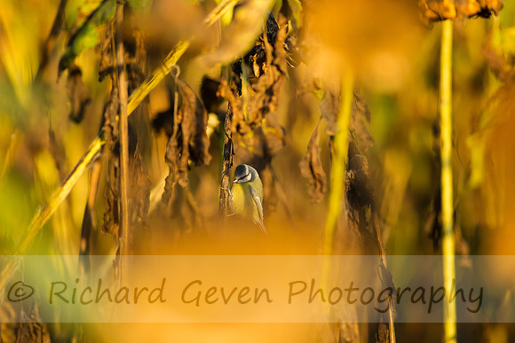 rgeven20151003-3389