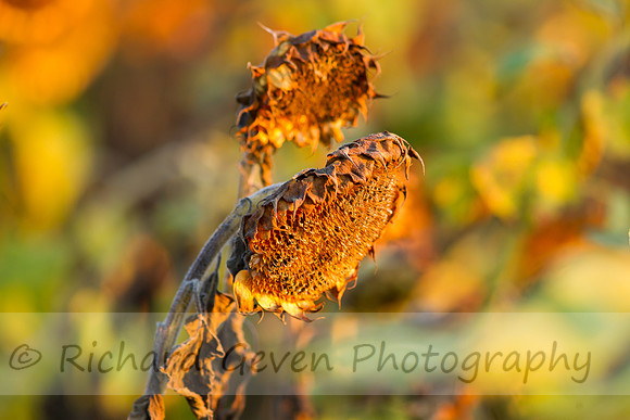 rgeven20151003-3274
