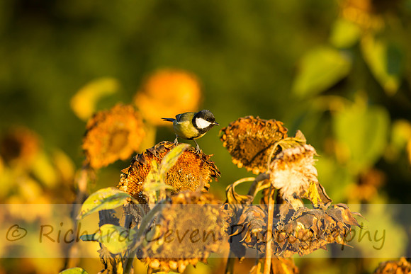 rgeven20151003-3341