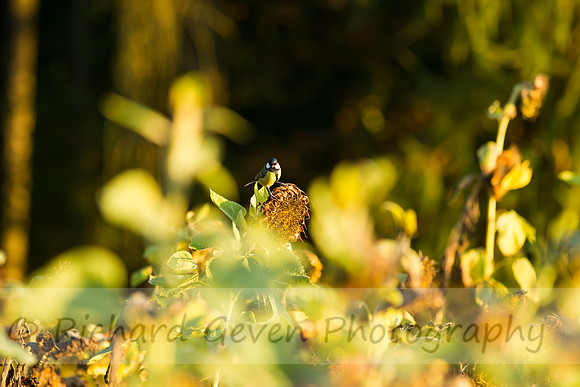 rgeven20151003-3373