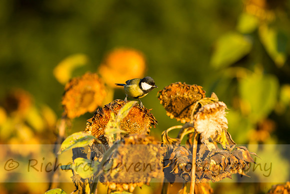 rgeven20151003-3342