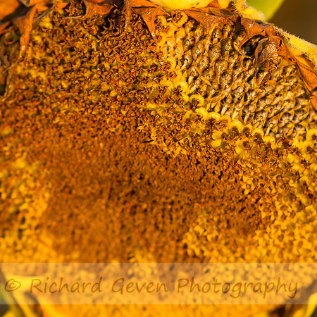 rgeven20151003-3284