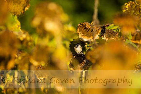 rgeven20151003-3398