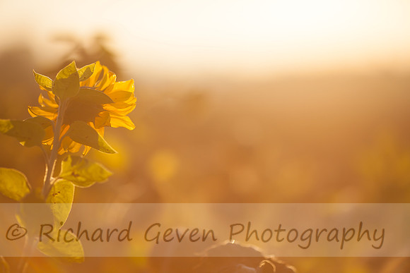 rgeven20151003-4745