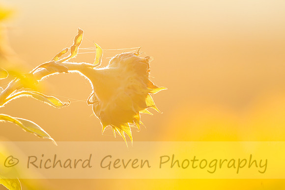 rgeven20151003-3320