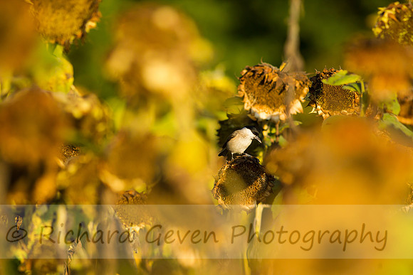 rgeven20151003-3400