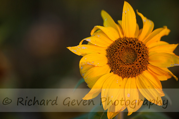 rgeven20151003-4730