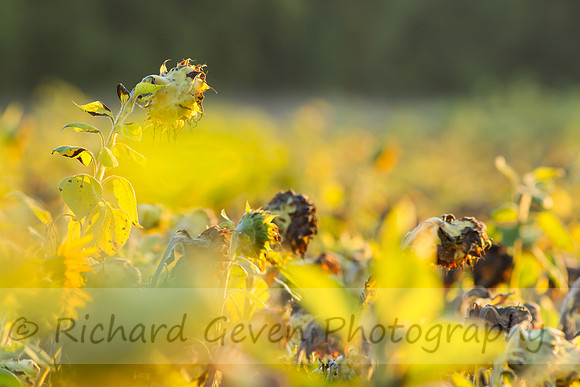 rgeven20151003-3302
