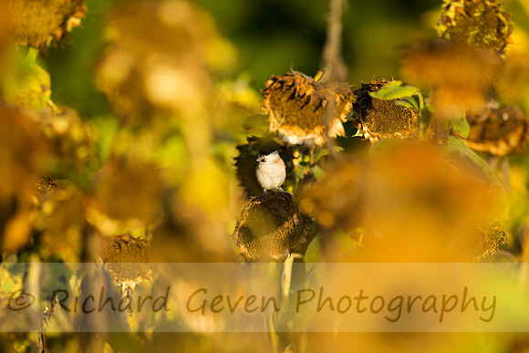 rgeven20151003-3410