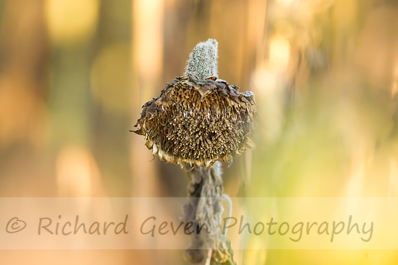 rgeven20151003-3386