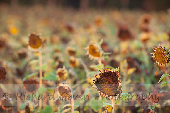 rgeven20151003-4724