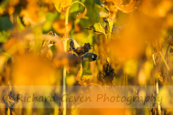 rgeven20151003-3347