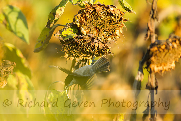 rgeven20151003-3415