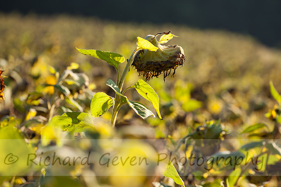 rgeven20151003-4768