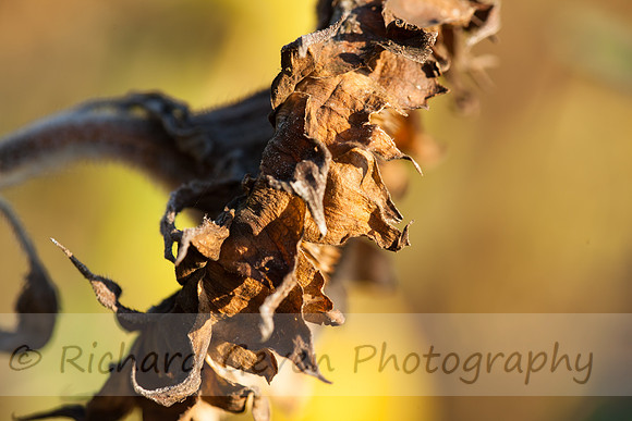 rgeven20151003-4764