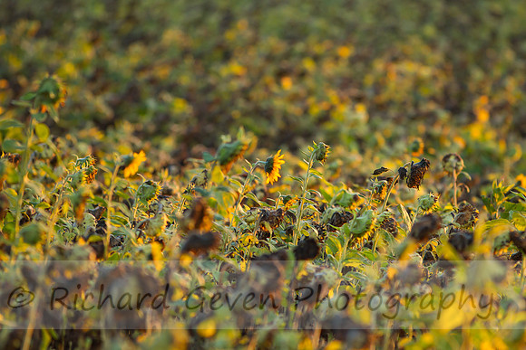 rgeven20151003-3270